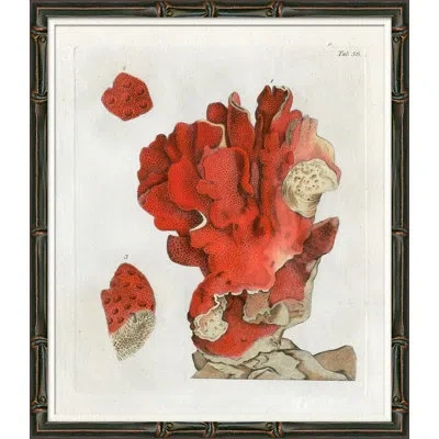 Soicher Marin Red Coral Illustration I - Picture Frame Graphic Art Paper In Animal Print