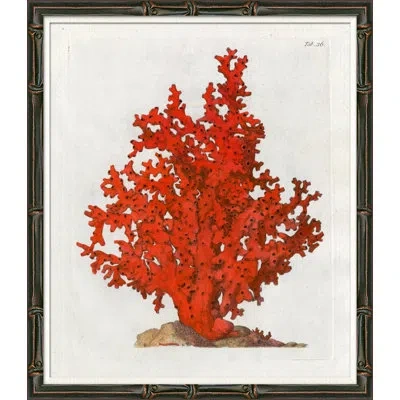 Soicher Marin Red Coral Illustration Ii - Picture Frame Graphic Art On Paper In Red;beige