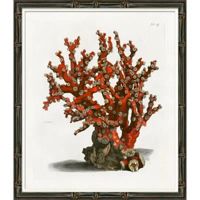 Soicher Marin Red Coral Illustration Iii - Picture Frame Graphic Art On Paper In Multi