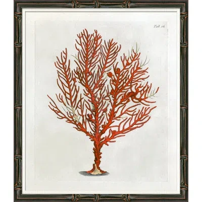 Soicher Marin Red Coral Illustration Iv - Picture Frame Graphic Art On Paper In Animal Print