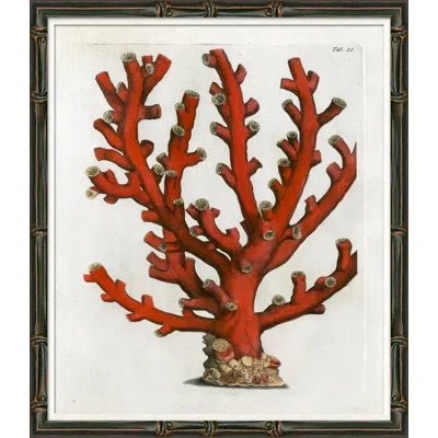 Soicher Marin Red Coral Illustration V - Picture Frame Graphic Art On Paper In Multi
