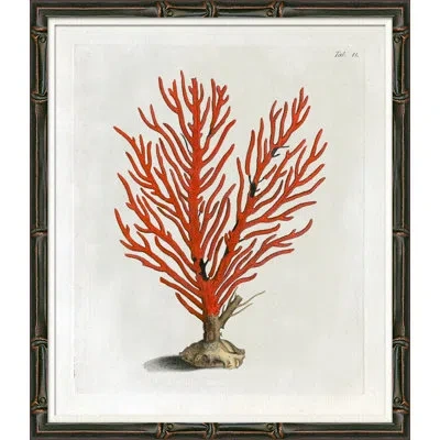 Soicher Marin Red Coral Illustration Vi - Picture Frame Graphic Art In Multi