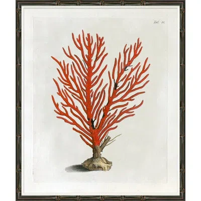 Soicher Marin Red Coral Iv - Picture Frame Graphic Art On Paper In Red;beige