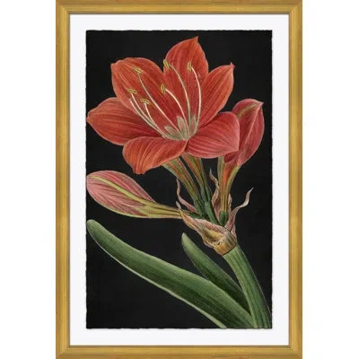 Soicher Marin Red Flower Large - Picture Frame Graphic Art On Paper In Black;green;red