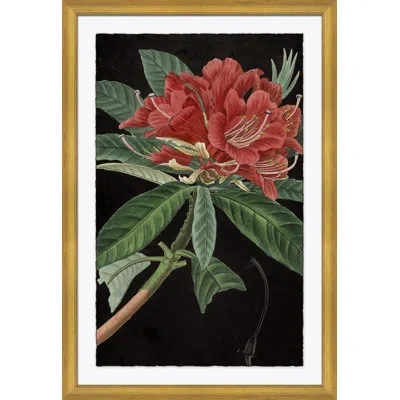 Soicher Marin Red Flowers Large - Picture Frame Graphic Art On Paper In Black;green;red