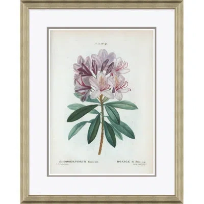 Soicher Marin Rhododendrum By Paul Cezanne - Picture Frame Painting On Paper In Gray