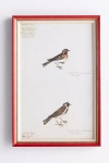 Soicher Marin Rudbeck Swedish Birds Wall Art