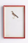 Soicher Marin Rudbeck Swedish Birds Wall Art In Animal Print