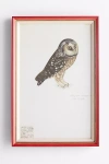 Soicher Marin Rudbeck Swedish Birds Wall Art In Red
