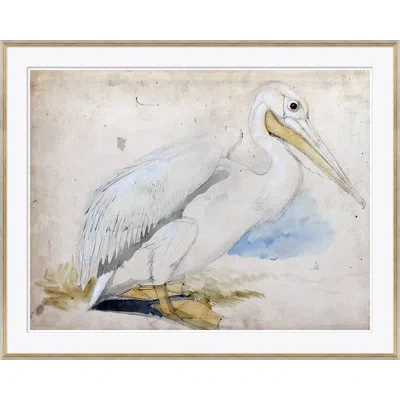 Soicher Marin Sea Birds 1 - Picture Frame Graphic Art On Paper In Brown