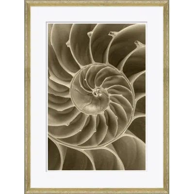 Soicher Marin 'sealife In Sepia' - Picture Frame Photograph On Paper In Brown
