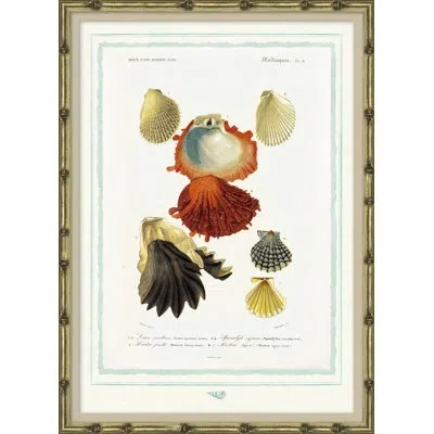Soicher Marin Seashells - Picture Frame Graphic Art On Paper In Black;red;beige