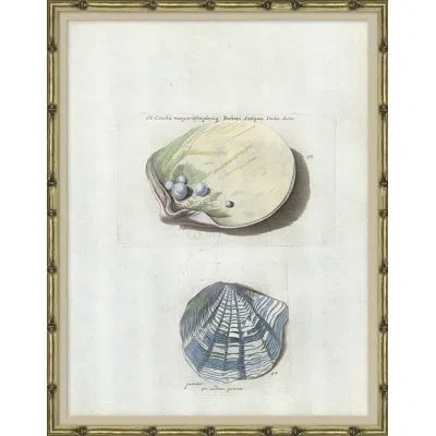 Soicher Marin Seashells - Picture Frame Graphic Art On Paper In Blue;beige;purple