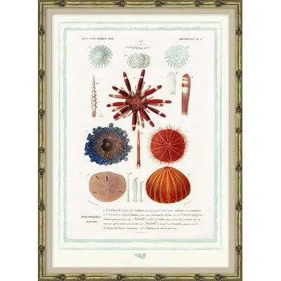 Soicher Marin Seashells - Picture Frame Graphic Art On Paper In Blue;brown;red