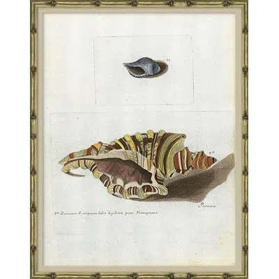 Soicher Marin Seashells - Picture Frame Graphic Art On Paper In Neutral