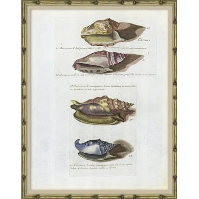 Soicher Marin Seashells - Picture Frame Graphic Art On Paper In Multi