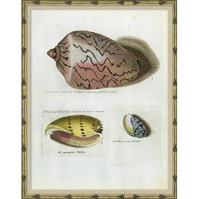 Soicher Marin Seashells - Picture Frame Graphic Art On Paper In Blue;brown;yellow