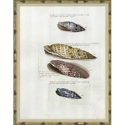 Soicher Marin Seashells - Picture Frame Graphic Art On Paper In Blue;red;beige;yellow
