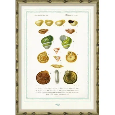 Soicher Marin Seashells - Picture Frame Graphic Art On Paper In Brown;green;yellow