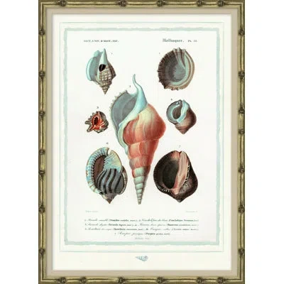 Soicher Marin Seashells - Picture Frame Graphic Art On Paper In Brown;red;turquoise