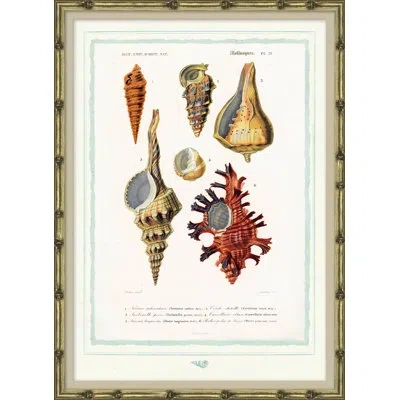 Soicher Marin Seashells - Picture Frame Graphic Art On Paper In Neutral