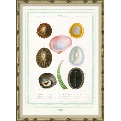 Soicher Marin Seashells - Picture Frame Graphic Art On Paper In Green