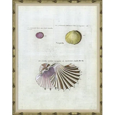 Soicher Marin Seashells - Picture Frame Graphic Art On Paper In White