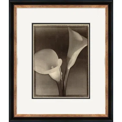 Soicher Marin 'sepia Flowers 12' - Picture Frame Photograph On Paper In Brown;gray