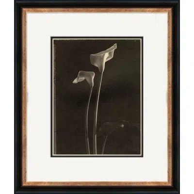 Soicher Marin Sepia Flowers 13 - Picture Frame Photograph On Paper In Multi