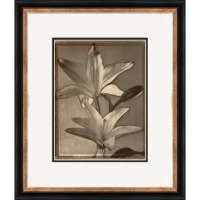 Soicher Marin Sepia Flowers 14 - Picture Frame Photograph On Paper In Brown