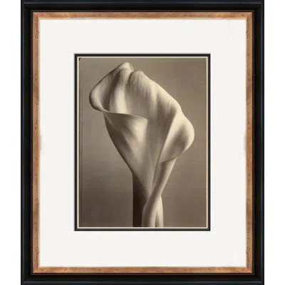 Soicher Marin 'sepia Flowers 17' - Picture Frame Photograph On Paper In Brown;beige