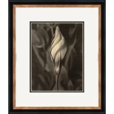 Soicher Marin Sepia Flowers 18 - Picture Frame Graphic Art On Paper In Brown