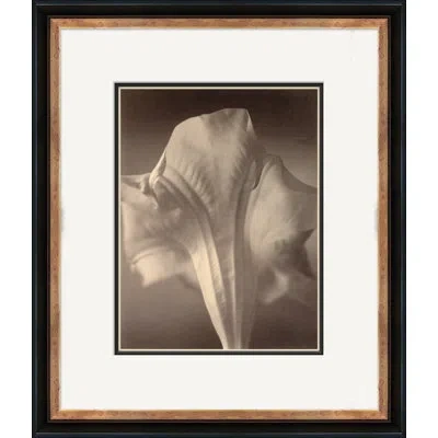 Soicher Marin Sepia Flowers 19 - Picture Frame Photograph On Paper In Multi