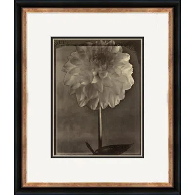 Soicher Marin Sepia Flowers 21 - Picture Frame Graphic Art On Paper In Brown