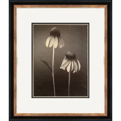 Soicher Marin Sepia Flowers 22 Picture Frame Photograph On Paper In Beige;cocoa Brown