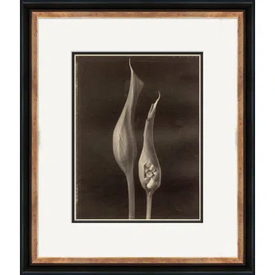 Soicher Marin 'sepia Flowers 23' - Picture Frame Photograph On Paper In Brown