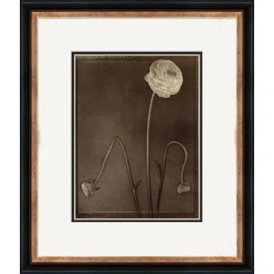 Soicher Marin Sepia Flowers 24 - Picture Frame Graphic Art On Paper In Black