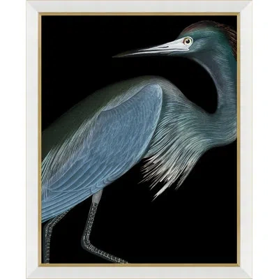Soicher Marin Solarized Audubon Birds - Single Picture Frame Graphic Art In Multi