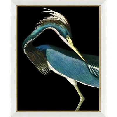 Soicher Marin Solarized Audubon Birds - Single Picture Frame Graphic Art In Blue;black;gray