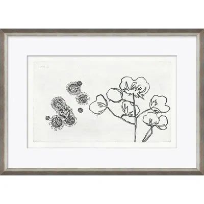 Soicher Marin 'strawflower' By Susan Hable - Picture Frame Painting On Paper In Black;white