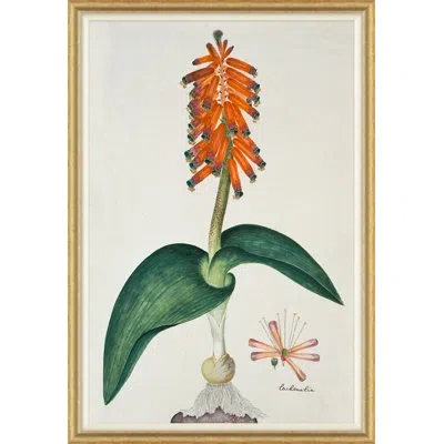 Soicher Marin The Gordon African Collection: Plants, Robert Jacob Gordon, 1777-1786 - Picture Frame Drawing Print  In Orange