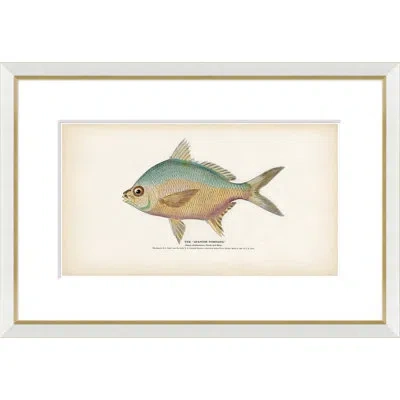Soicher Marin Tropical Fish - Framed Print In Multi