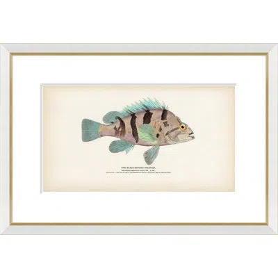 Soicher Marin Tropical Fish - Framed Print In Multi
