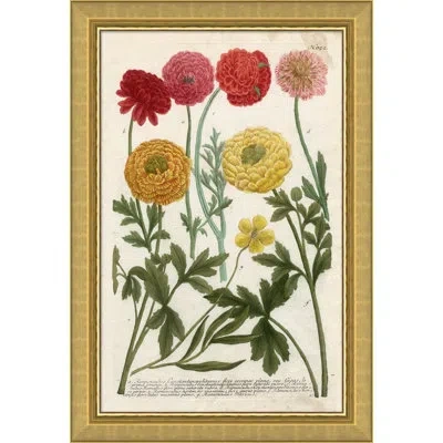 Soicher Marin 'weiman Ranunculous' Picture Frame Graphic Art Print In Green;yellow;pink