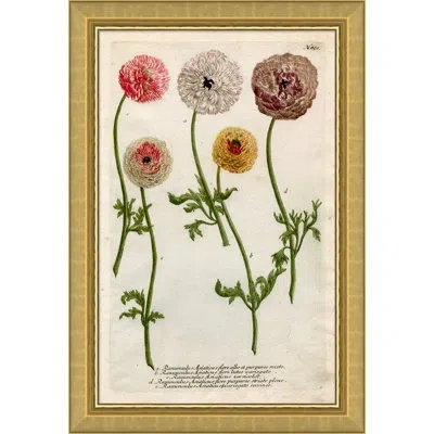 Soicher Marin 'weiman Ranunculous' - Picture Frame Graphic Art Print On Paper In White;green;pink