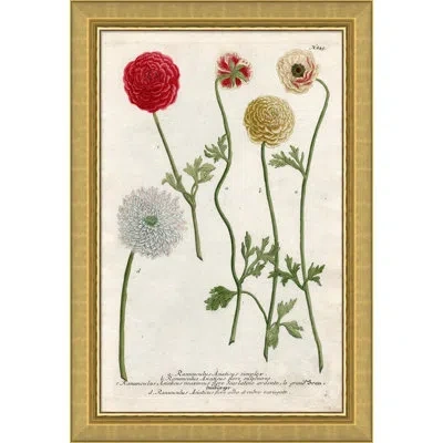 Soicher Marin 'weiman Ranunculous' Picture Frame  Graphic Art Print In White;green;pink
