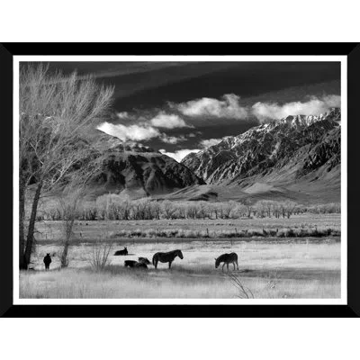 Soicher Marin Wild Horses - Picture Frame Photograph In White;back