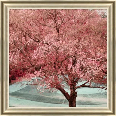 Soicher Marin 'zen Tree' - Picture Frame Photograph On Paper In Brown;pink