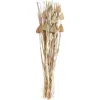 Sonoma Sage Home Dried Pampas Grass Bouquet In Brown
