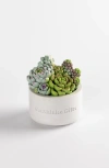 Southlake Gifts Assorted Succulent Candle With Concrete Vessel In Gray